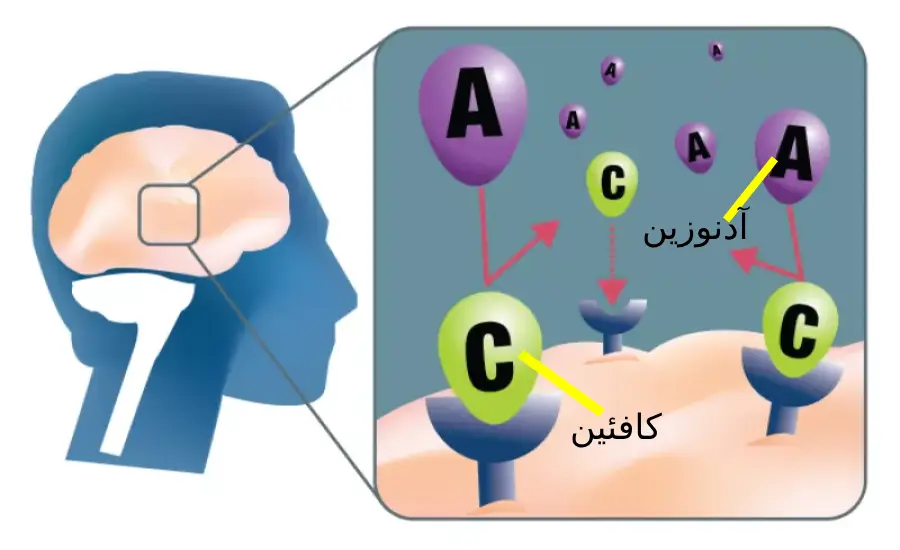 تاثیر قهوه بر انرژی