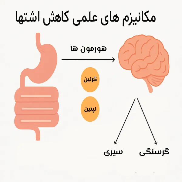 مکانیزم های علمی کاهش اشتها