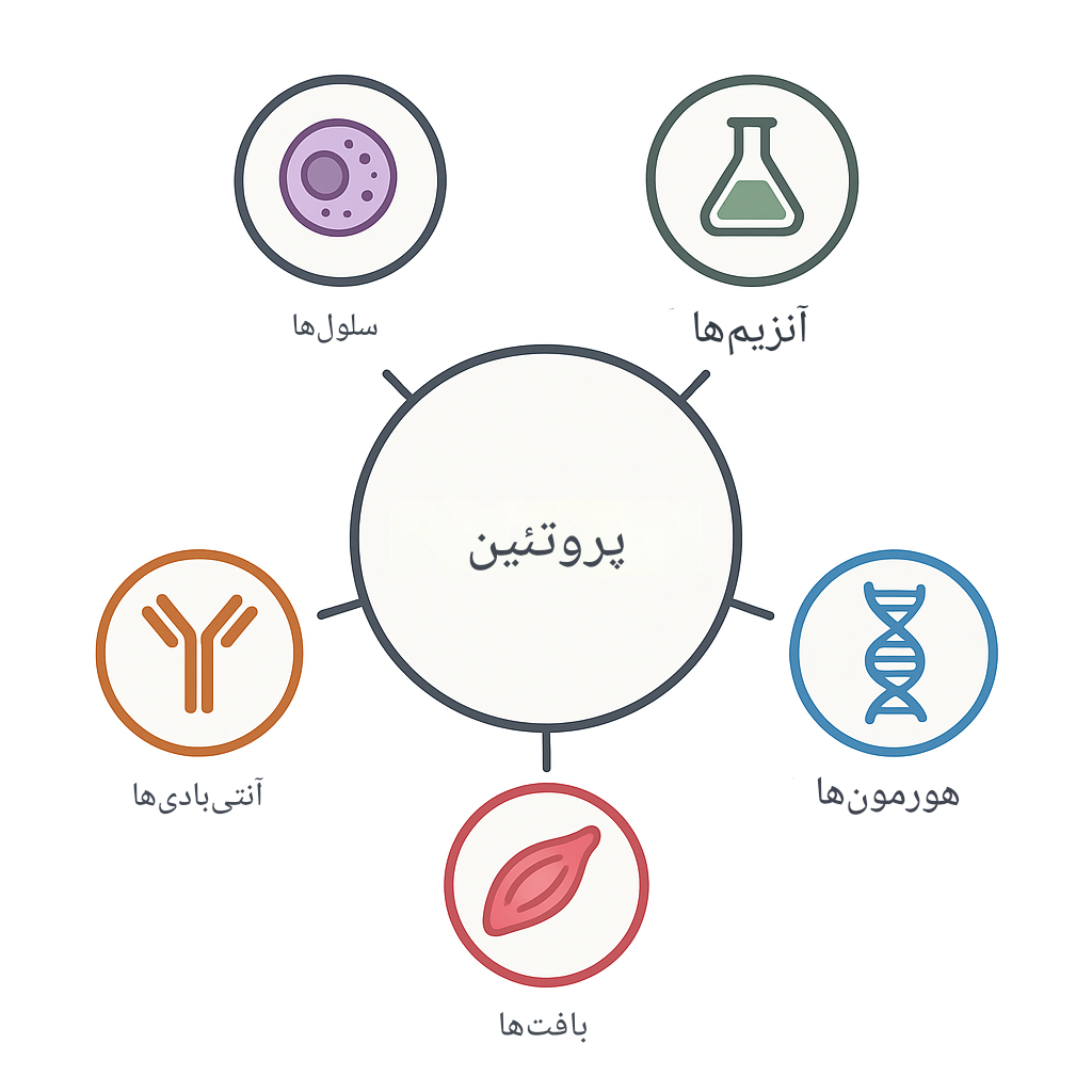 مکمل‌های وِی، BCAA و HMB: واقعاً لازم‌اند؟ | بررسی علمی، دوز مناسب و موارد کاربرد